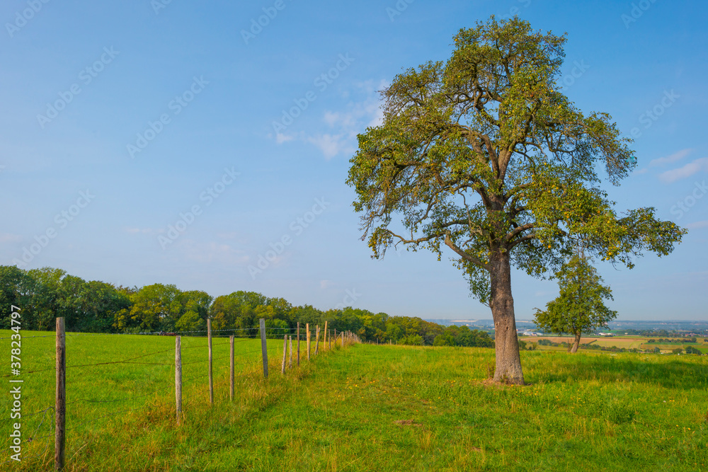 Pears growing in pear trees in an orchard in bright sunlight in autumn, Voeren, Limburg, Belgium, September 11, 2020