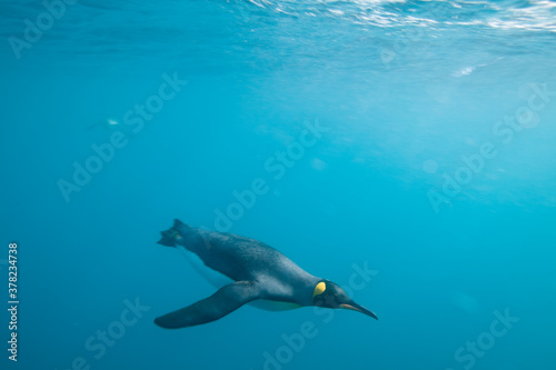 King Penguin Swimming Underwater, South Georgia Island, Antarctica
