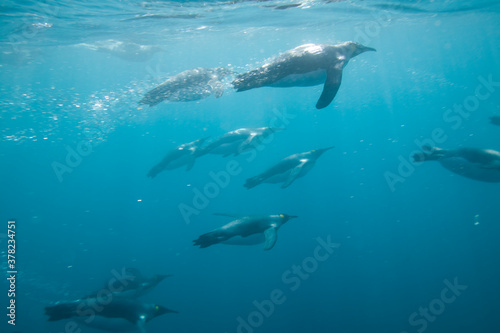 King Penguins Swimming Underwater  South Georgia Island  Antarctica