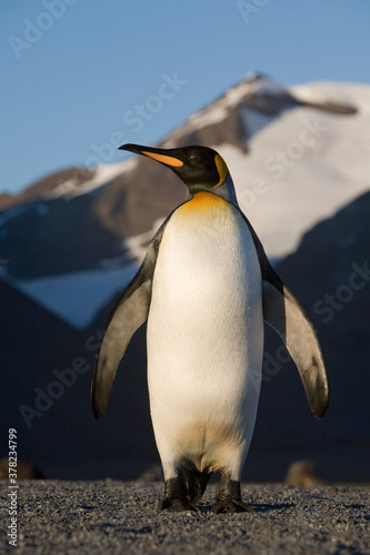 King Penguin at Dawn  South Georgia Island  Antarctica