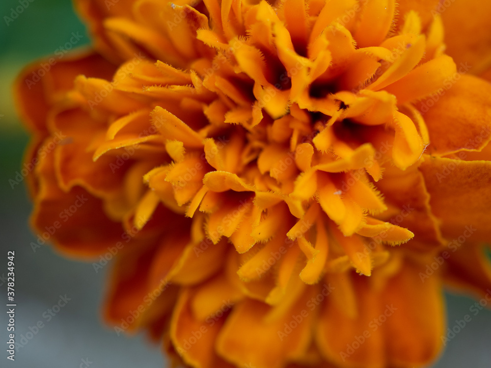 yellow flower on a green