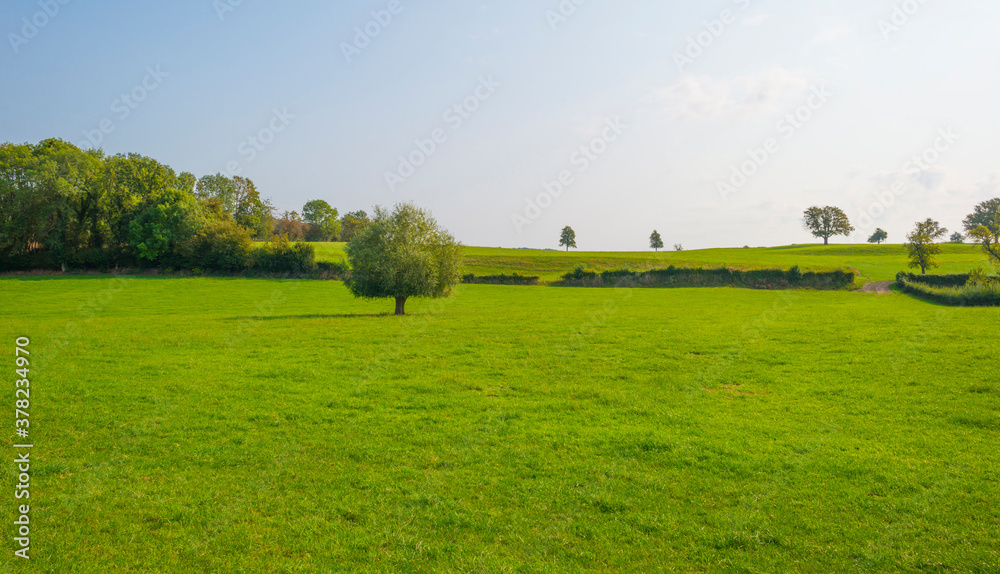 Fototapeta premium Fields and trees in a green hilly grassy landscape under a blue sky in sunlight at fall, Voeren, Limburg, Belgium, September 11, 2020
