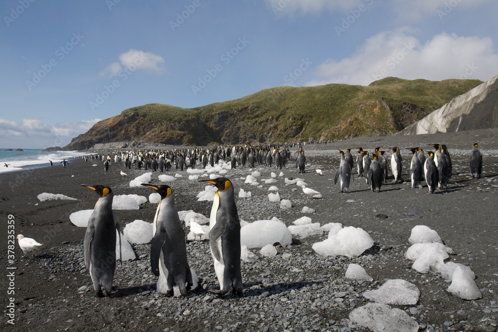 Obraz premium King Penguins, South Georgia Island, Antarctica