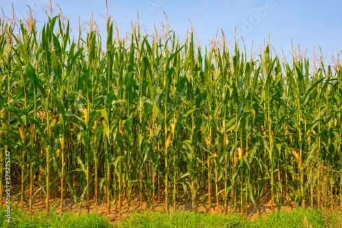 Corn growing in a green hilly grassy landscape under a blue sky in sunlight at fall, Voeren, Limburg, Belgium, September 11, 2020