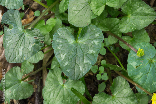 The leaves of the Crowsfoot or Lesser Celandine.