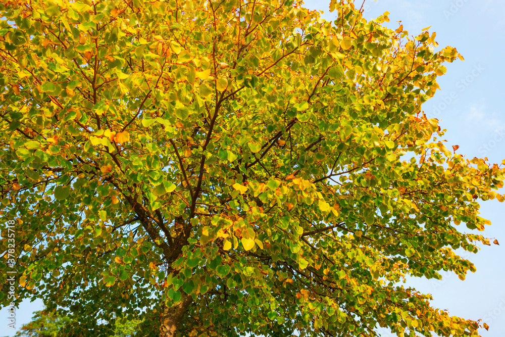 Beauty in nature as trees rise in the shadow of a forest in bright sunlight in autumn, Voeren, Limburg, Belgium, September 11, 2020