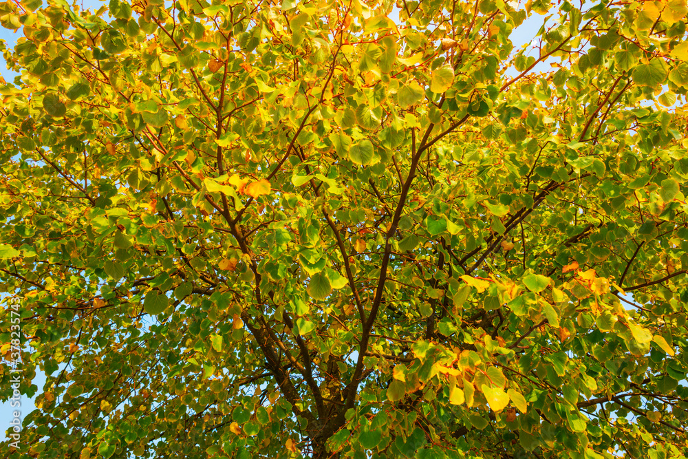 Beauty in nature as trees rise in the shadow of a forest in bright sunlight in autumn, Voeren, Limburg, Belgium, September 11, 2020 Beauty in nature as trees rise in the shadow of a forest in bright sunlight in autumn, Voeren, Limburg, Belgium, September 11, 2020