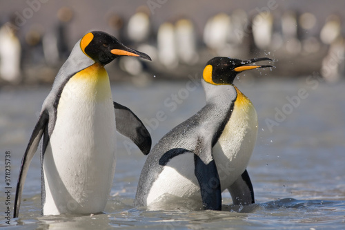 King Penguins  South Georgia Island  Antarctica