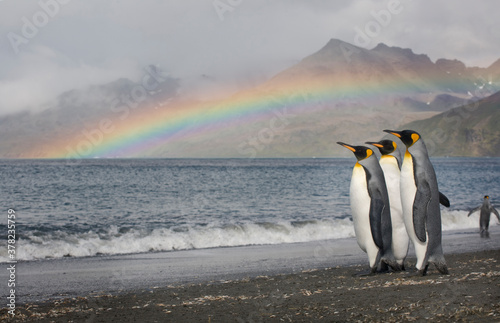 King Penguins and Rainbow  South Georgia Island  Antarctica