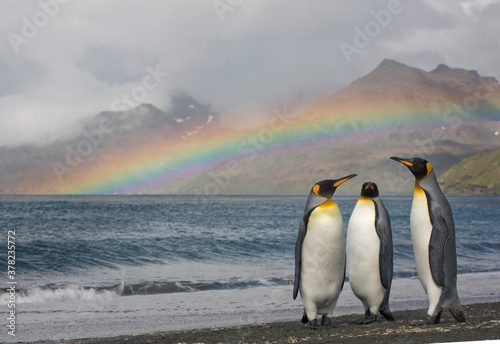 King Penguins and Rainbow  South Georgia Island  Antarctica