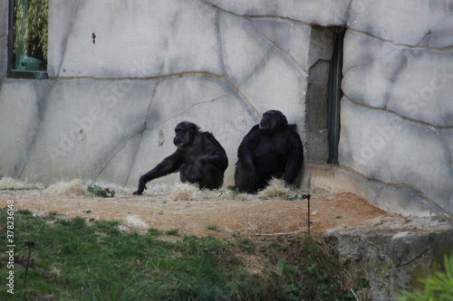 Singes posé au calme photo