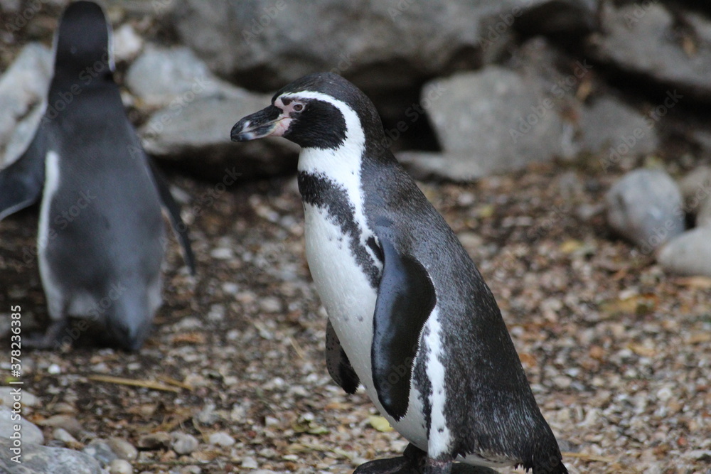 Fototapeta premium penguin on the beach
