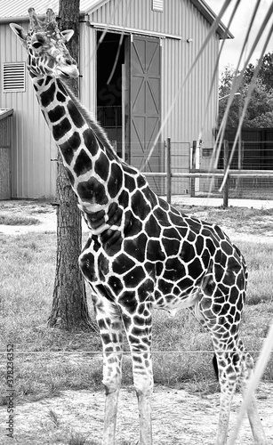 Canvas Print giraffe on the street