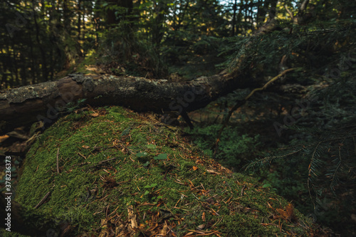 dark moody forest close up concept of moss on falling tree bark autumn time © Артём Князь