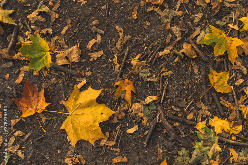 falling leaves autumn background concept on ground