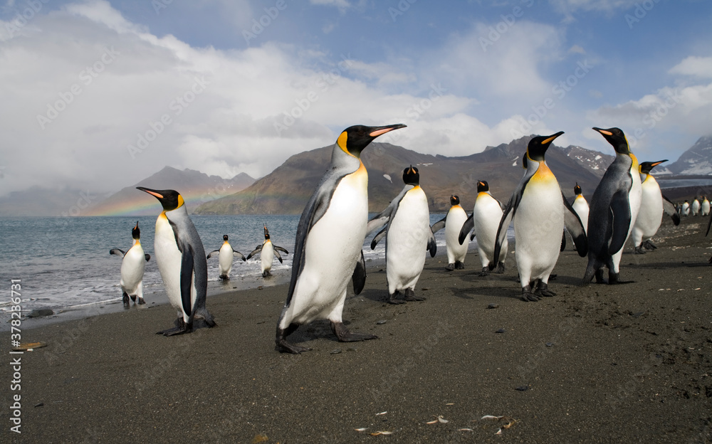 Naklejka premium King Penguins, South Georgia Island, Antarctica