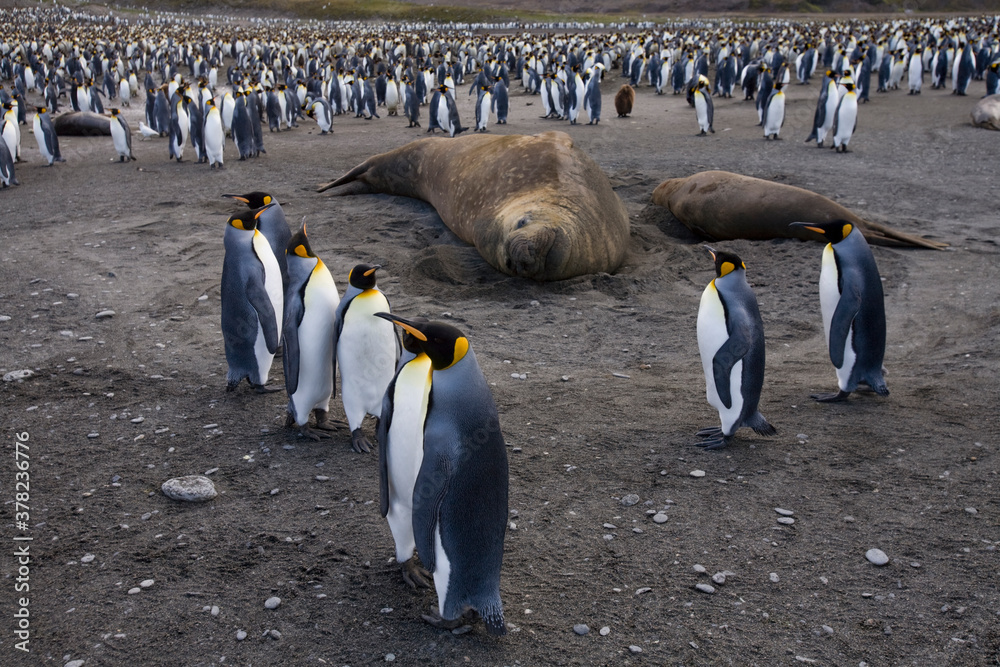 Obraz premium King Penguins and Elephant Seal, South Georgia Island, Antarctica