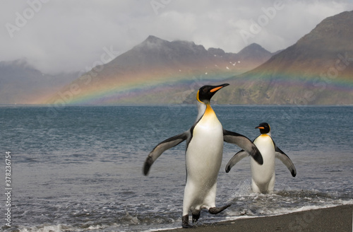King Penguins and Rainbow, South Georgia Island, Antarctica