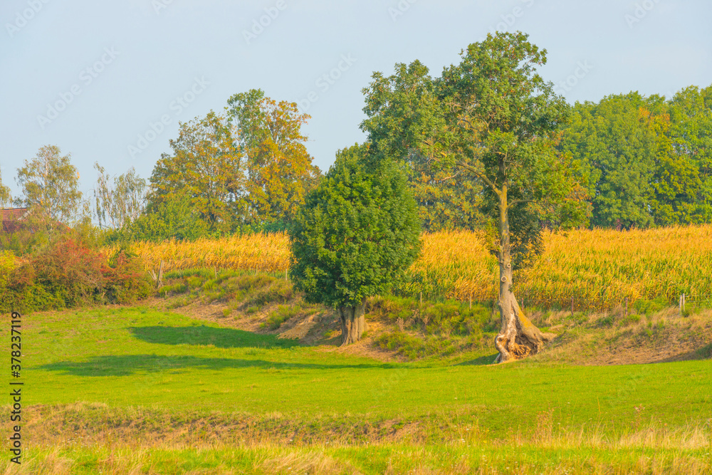 Fields and trees in a green hilly grassy landscape under a blue sky in sunlight at fall, Voeren, Limburg, Belgium, September 11, 2020 Fields and trees in a green hilly grassy landscape under a blue sky in sunlight at fall, Voeren, Limburg, Belgium, September 11, 2020