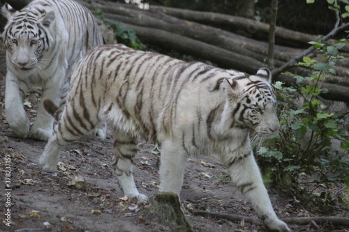 tigres blanc