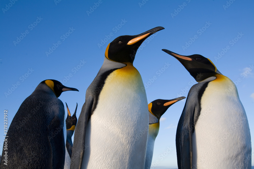 Obraz premium King Penguins, South Georgia Island, Antarctica