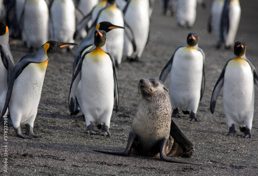 Fototapeta premium King Penguins and Fur Seal, South Georgia Island, Antarctica