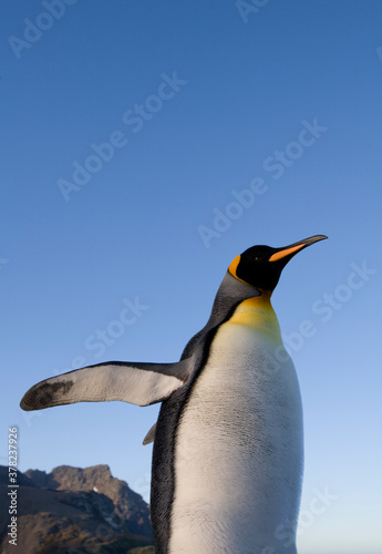 King Penguin at Sunset  South Georgia Island  Antarctica