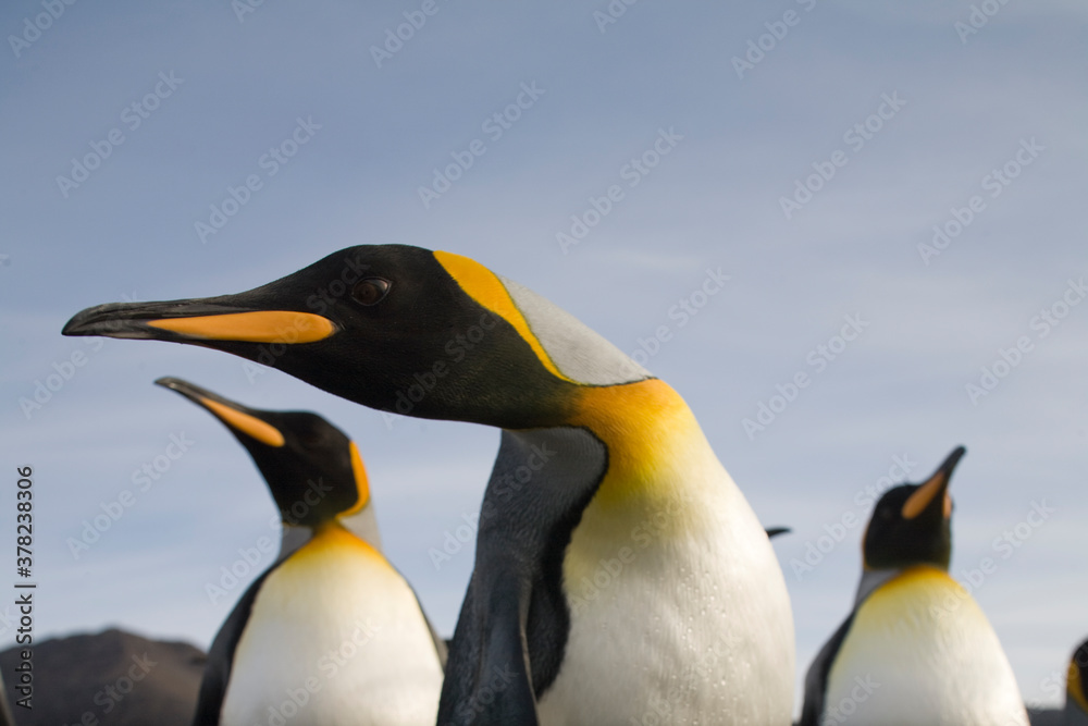 Fototapeta premium King Penguins, South Georgia Island, Antarctica