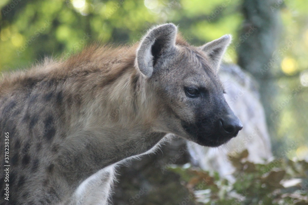 hyène tacheté chasseur efficace et redoutable 