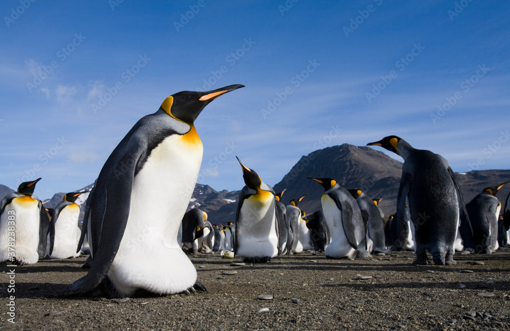 Fototapeta premium King Penguins, South Georgia Island, Antarctica