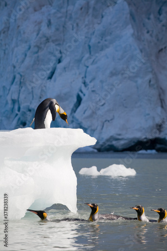 King Penguin on Iceberg, South Georgia Island, Antarctica