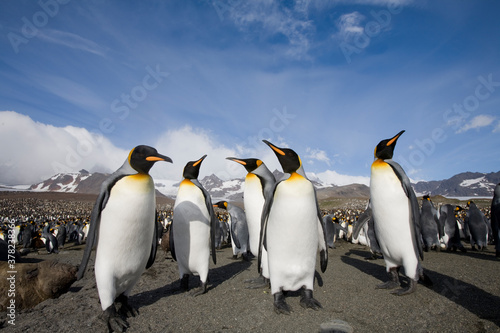 King Penguins  South Georgia Island  Antarctica