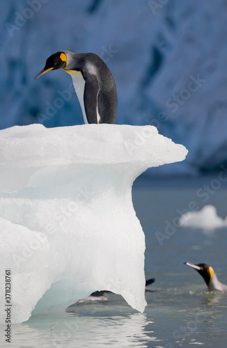 King Penguins and Iceberg  South Georgia Island  Antarctica