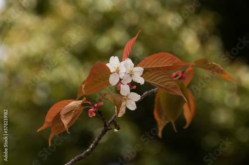 用材としても人気の高い山桜