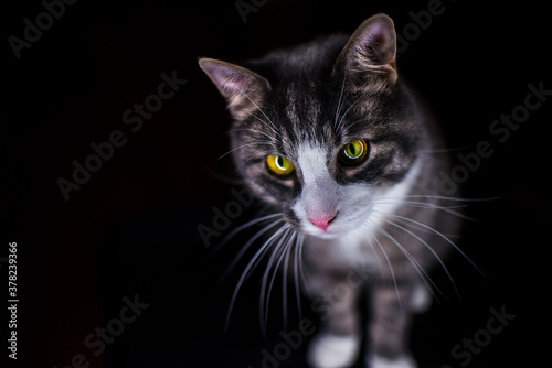 Close up portrait of a beautiful striped cat with playful green eyes isolated on black background. Funny cat face.