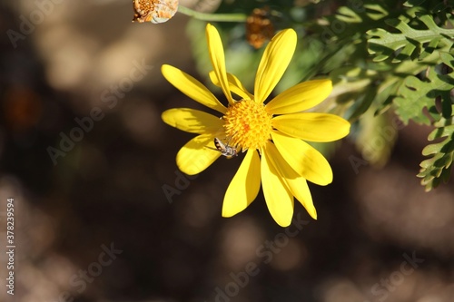 Common Hover Fly (Melangyna viridiceps)  on daisy bush flower, South Australia photo