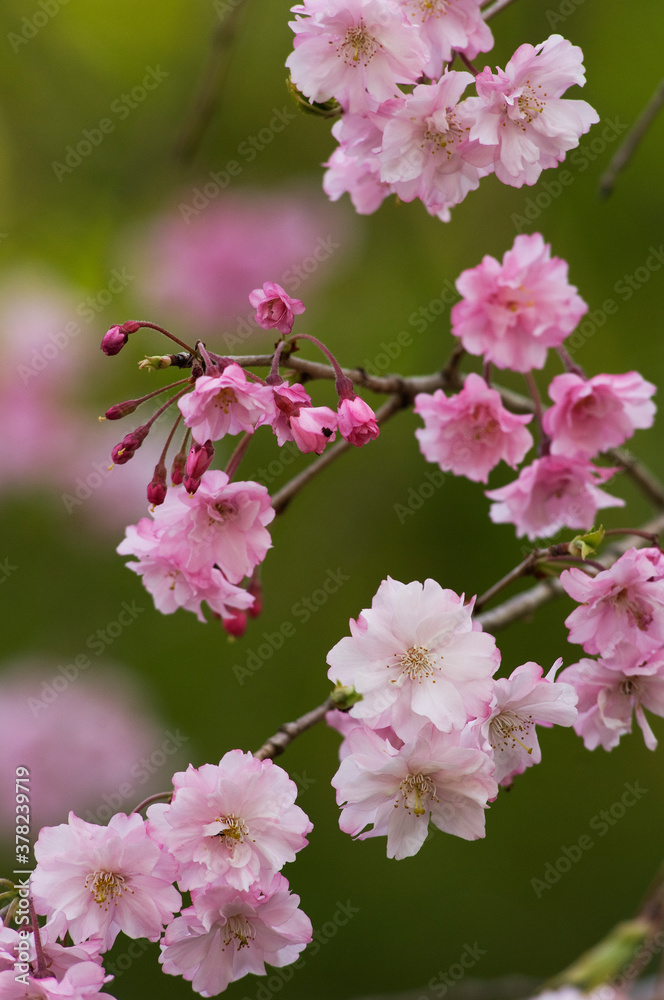 Obraz premium 濃い紅色の紅枝垂