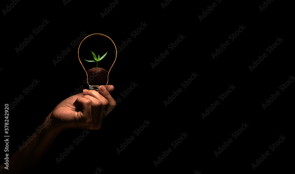 Hand holding bulb with green tree inside isolate on black background.