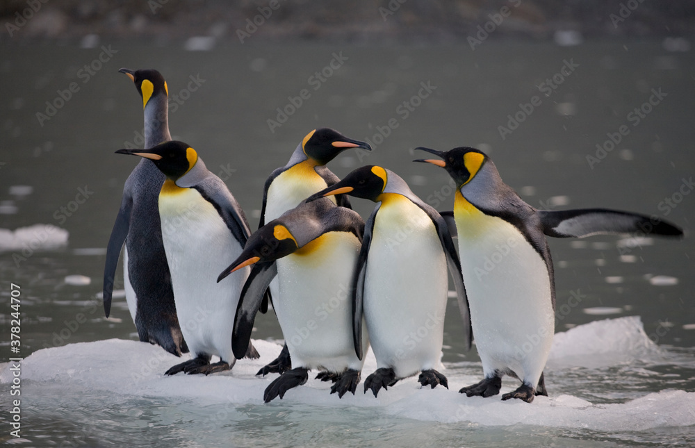 Obraz premium King Penguins, South Georgia Island, Antarctica