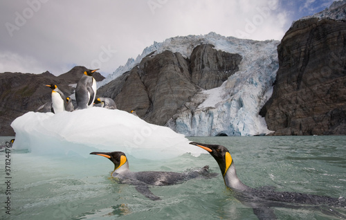 King Penguins  South Georgia Island  Antarctica