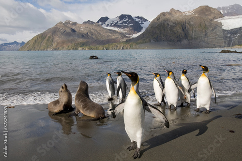 Fur Seal and King Penguins  South Georgia Island  Antarctica