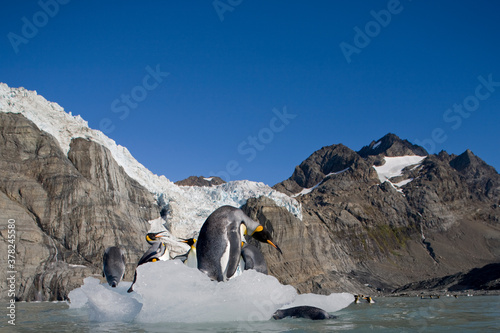 King Penguins  South Georgia Island  Antarctica