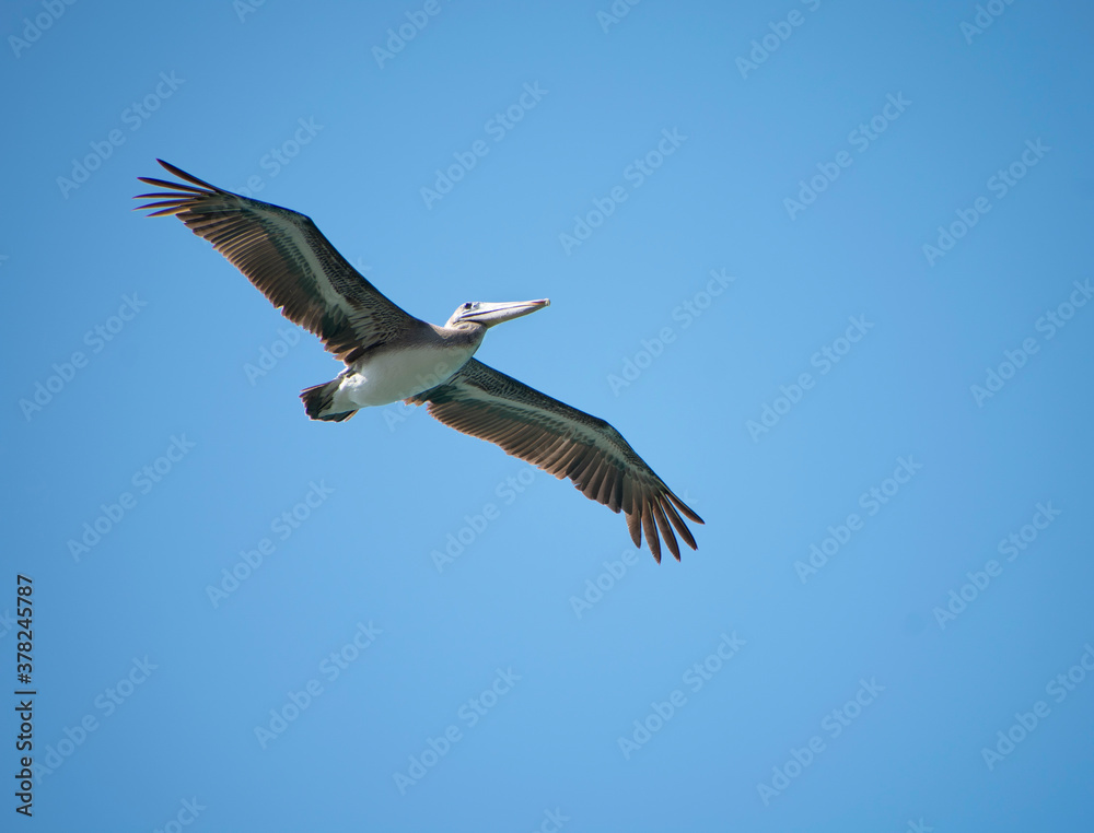 Fototapeta premium Pelícano