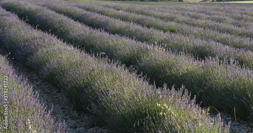 Field of lavenders, Provence, France. photo