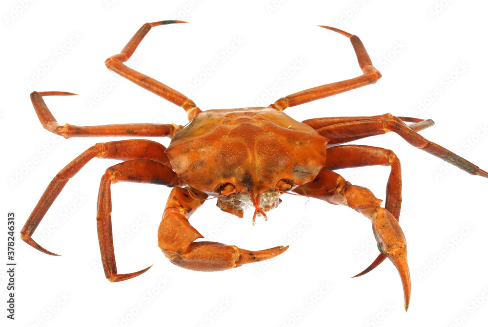 raw Atlantic red crab isolated on white background raw Atlantic red crab isolated on white background
