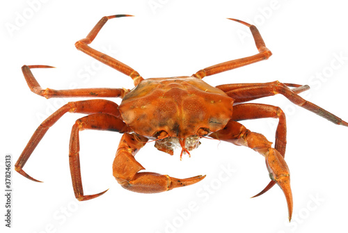 raw Atlantic red crab isolated on white background © nd700