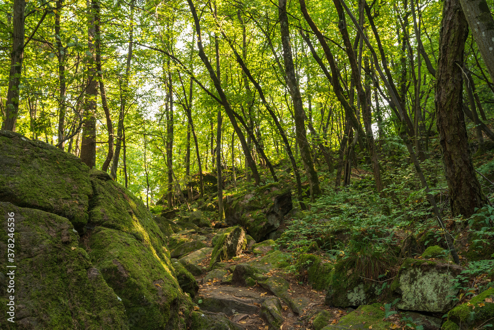 Beautiful green mountain forest on a sunny day in Eppan in the Italian South Tyrol Beautiful green mountain forest on a sunny day in Eppan in the Italian South Tyrol