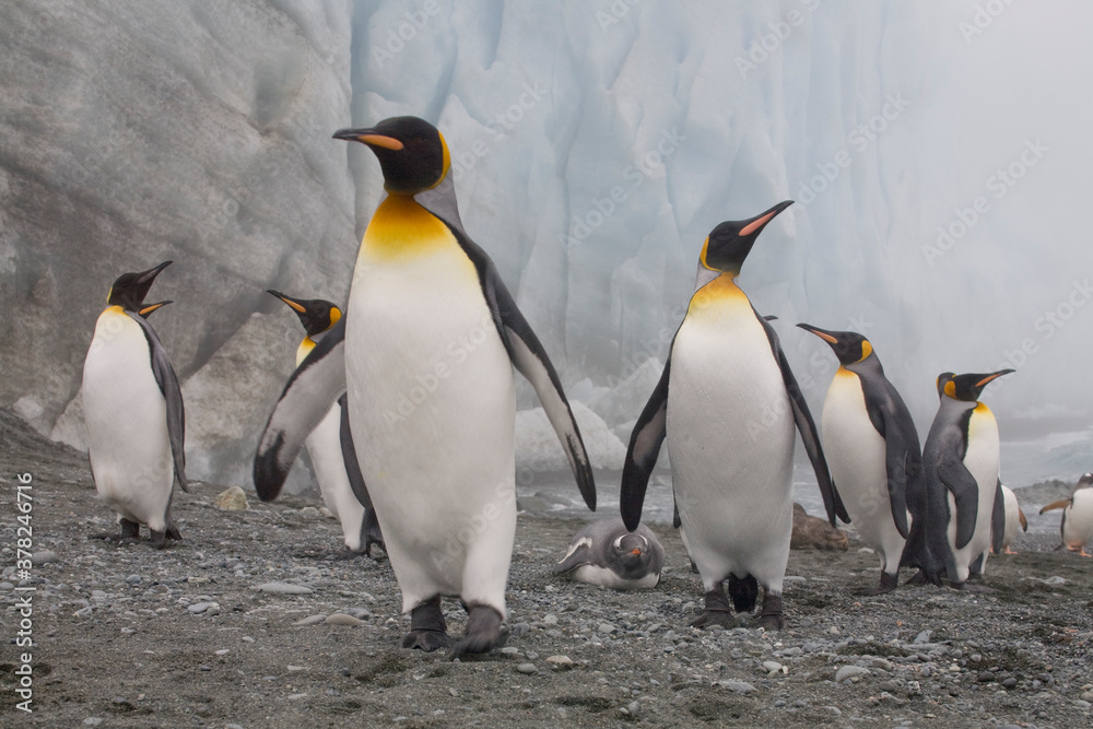 Obraz premium King and Gentoo Penguins, South Georgia Island, Antarctica