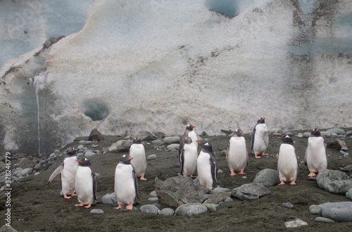 Gentoo Penguins, South Georgia Island, Antarctica photo