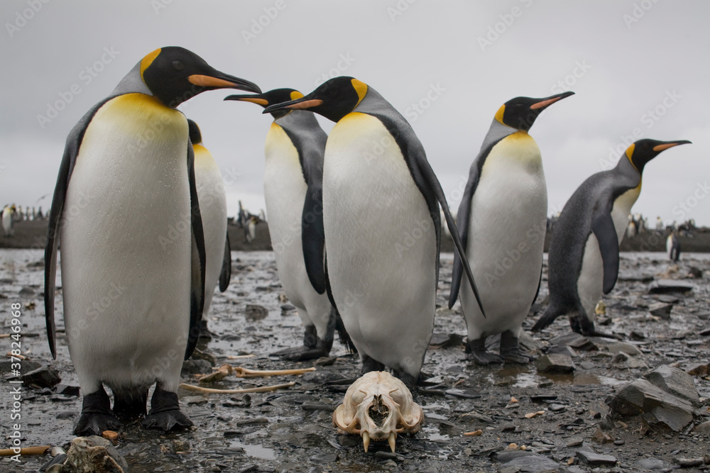 Fototapeta premium King Penguins Surround Fur Seal Skull, South Georgia Island, Antarctica